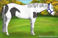 Horse Color:Black Splash Tobiano