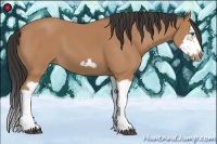 Horse Color:Bay Splash Frame 