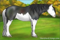 Horse Color:Black Splash 