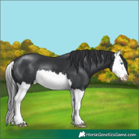 Horse Color:Black Splash