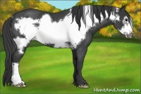 Horse Color:Smoky Black Frame Rabicano 