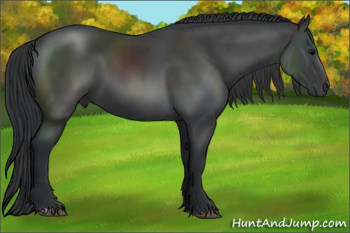 Horse Color:Black 