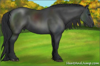 Horse Color:Black 