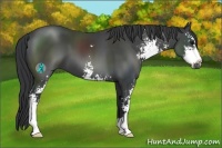 Horse Color:Black Sabino