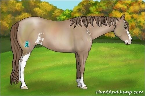 Horse Color:Black Pearl Sabino 