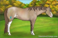 Horse Color:Black Pearl Sabino 