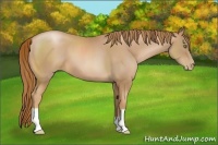 Horse Color:Chestnut Pearl