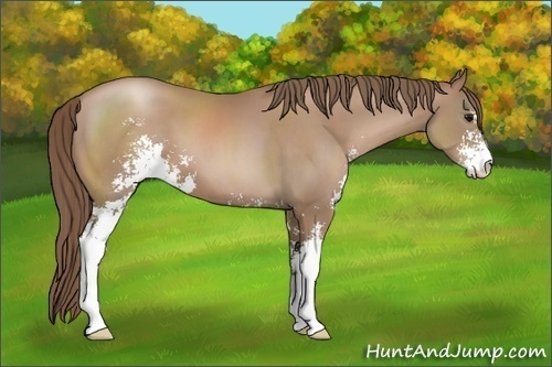 Horse Color:Black Pearl Sabino 