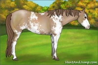 Horse Color:Black Pearl Sabino 