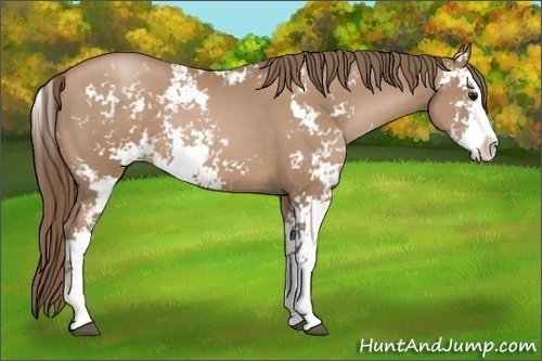 Horse Color:Black Pearl Sabino 