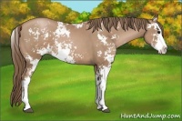 Horse Color:Black Pearl Sabino 