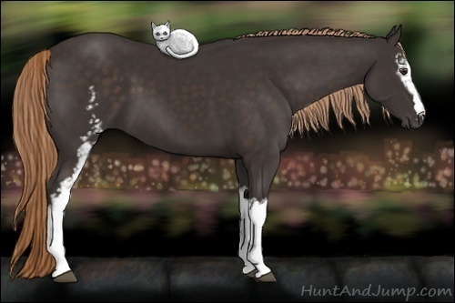 Horse Color:White Spotted Liver Chestnut
