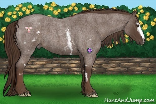 Horse Color:White Spotted Liver Red Roan Frame 
