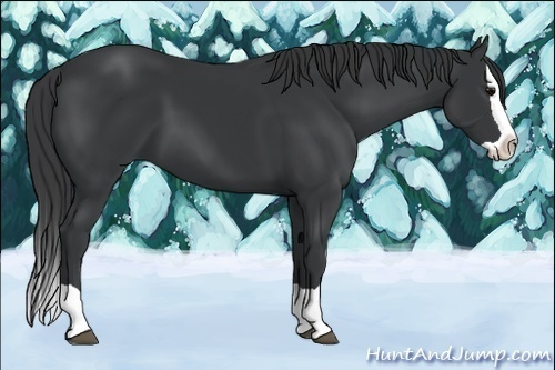 Horse Color:Black Splash 