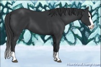 Horse Color:Black Splash