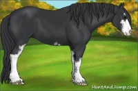 Horse Color:Black Sabino