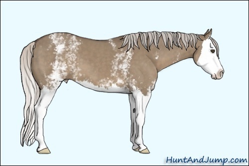Horse Color:White Spotted Silver Grullo Sabino Splash