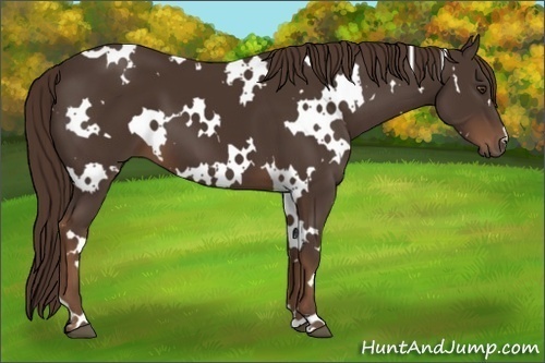 Horse Color:White Spotted Liver Chestnut 