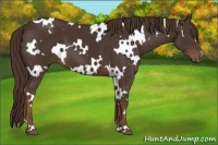 Horse Color:White Spotted Liver Chestnut 