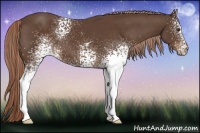 Horse Color:White Spotted Liver Chestnut 