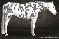 Horse Color:Blue Roan Appaloosa Rabicano 