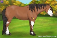 Horse Color:Bay Splash Frame
