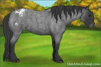 Horse Color:Blue Roan Appaloosa