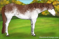 Horse Color:White Spotted Chestnut 