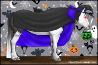 Horse Color:Brown Splash Rabicano