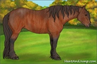 Horse Color:Brown Rabicano  Brindle