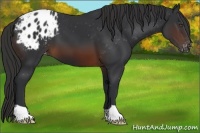 Horse Color:Brown Appaloosa
