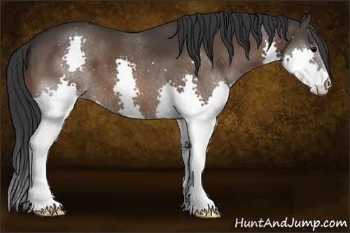 Horse Color:Bay Splash 