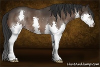 Horse Color:Bay Splash 