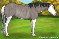Horse Color:Grullo Splash Rabicano