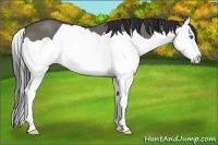 Horse Color:Grullo Splash 