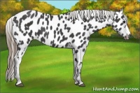 Horse Color:Smoky Black Near Leopard