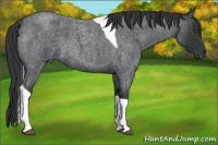 Horse Color:Blue Roan Tobiano