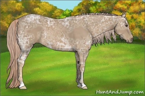 Horse Color:Palomino Ice 