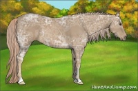 Horse Color:Palomino Ice 