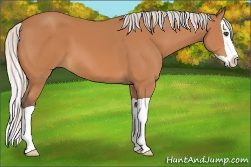 Horse Color:Silver Bay Splash 
