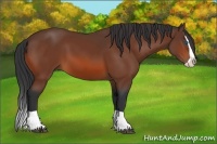 Horse Color:Bay Splash 