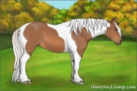 Horse Color:Silver Bay Tobiano