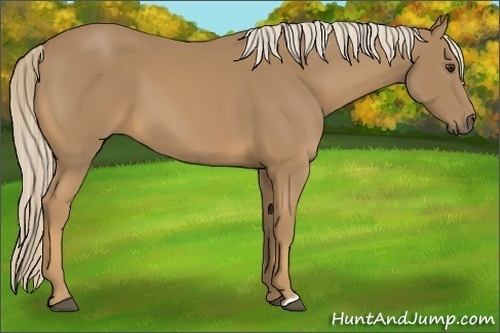 Horse Color:Palomino