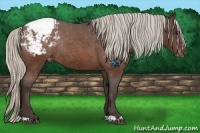 Horse Color:Silver Brown Varnish Rabicano