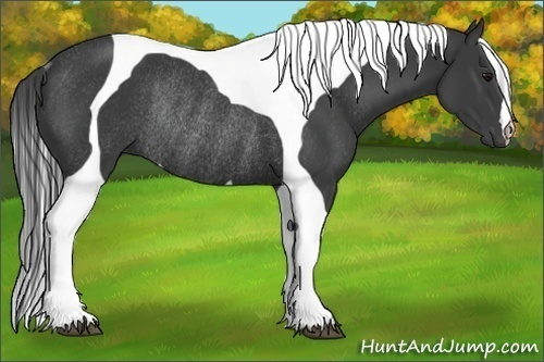 Horse Color:Smoky Black Tobiano Rabicano