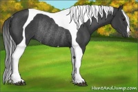 Horse Color:Smoky Black Tobiano Rabicano