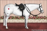 Horse Color:Black Ice Splash Appaloosa 
