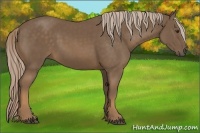 Horse Color:Chocolate Palomino 