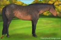 Horse Color:Buckskin 
