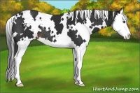 Horse Color:White Spotted Liver Chestnut Splash 